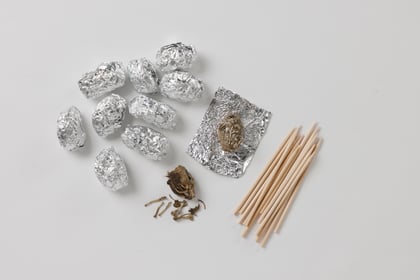 Basic Owl Pellet Study