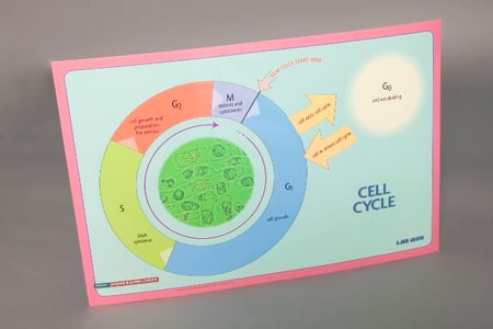 Cell Cycle Game Board Biology Diagrams