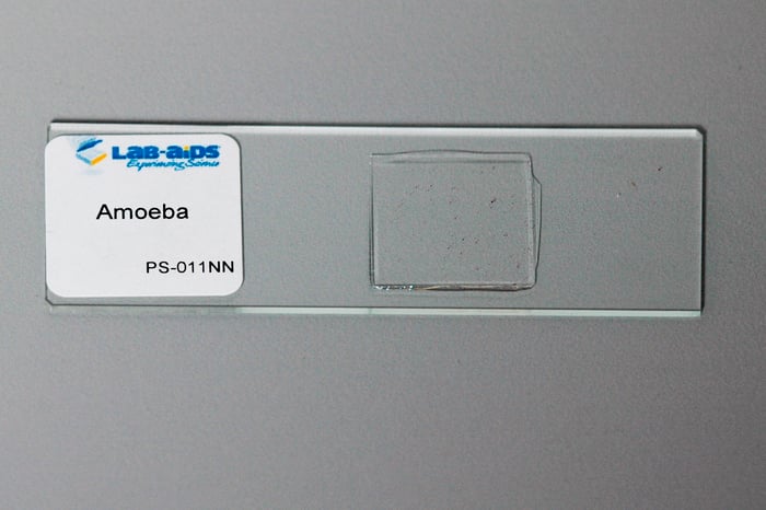 Prepared Microscope Slide, Amoeba