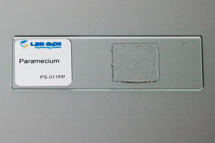 Prepared Microscope Slide, Paramecium