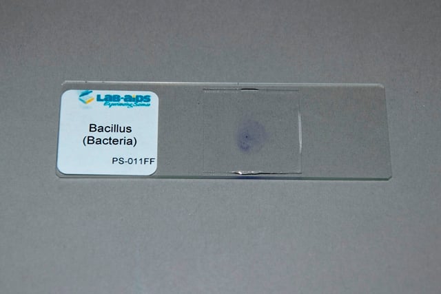 Bacillus Bacteria, Typical, Prepared Slide